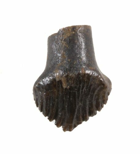 Unworn, Thescelosaurus Tooth - Montana #40765